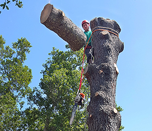 Tree Pruning, Tree Trimming in the San Francisco Bay Area